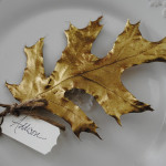 Leaf Place Cards